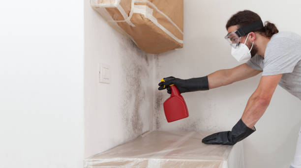 Basement Mold Remediation treatment on basement walls in Boiling Springs